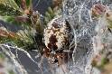 Dictyna_arudinacea_D7422_Z_89_NP De Hoge Veluwe_Nederland